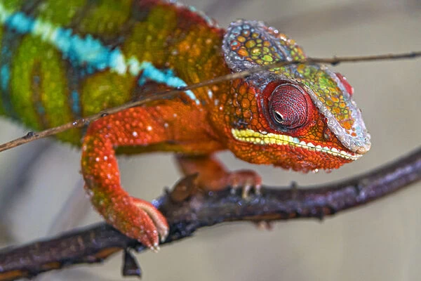 Chameleon walking on a branch
