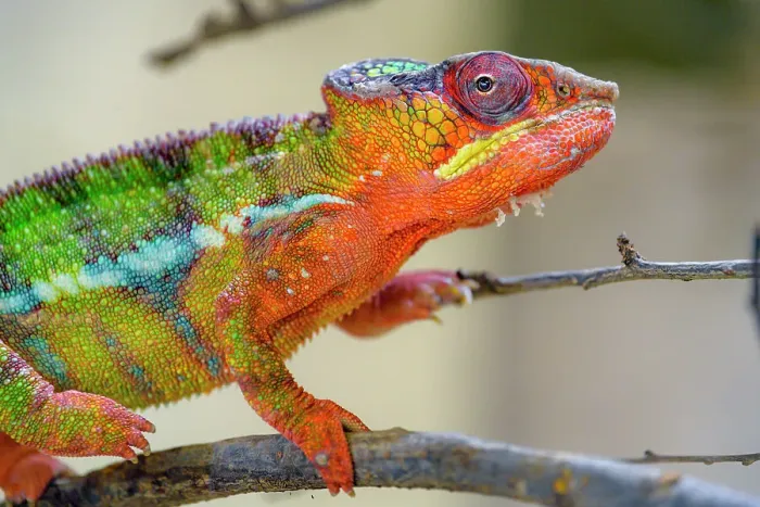 Framed Print : Chameleon walking on a branch Framed Print : Chameleon walking on a branch