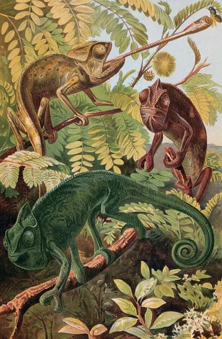 Framed Print : Chameleons in Natural Habitat Framed Print : Chameleons in Natural Habitat