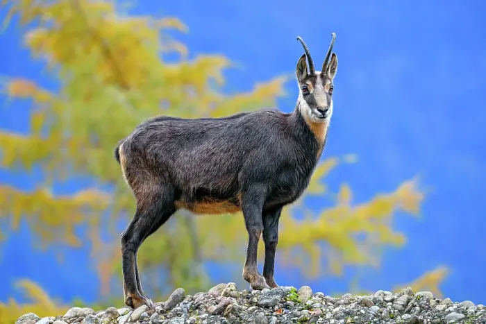 Framed Print : Chamois (genus Rupicapra) Standing Tall Framed Print : Chamois (genus Rupicapra) Standing Tall