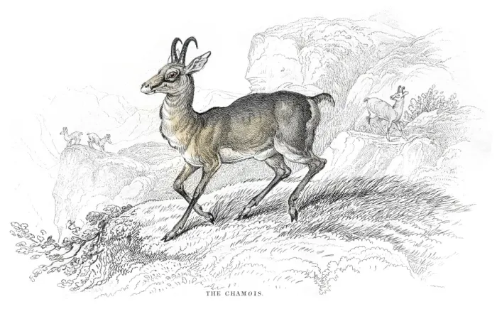 Framed Print : Chamois Goat antelope lithograph 1884 Framed Print : Chamois Goat antelope lithograph 1884