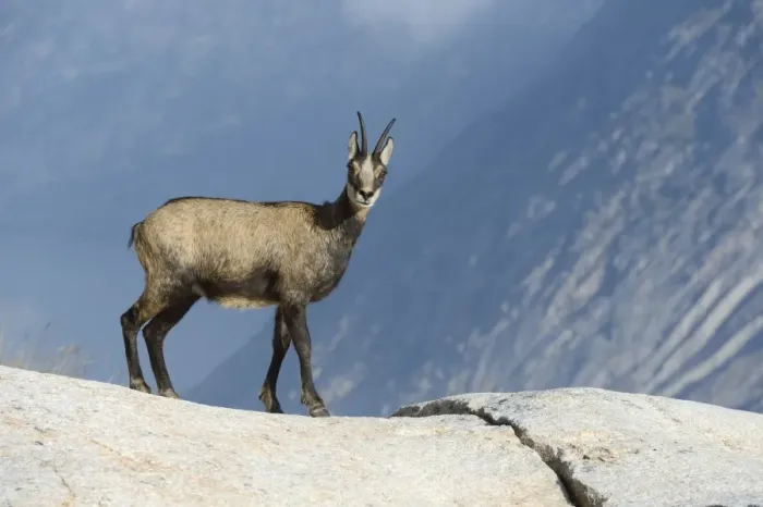 Framed Print : Chamois -Rupicapra rupicapra-, female, in winter coat, Valais, Switzerland, Europe Framed Print : Chamois -Rupicapra rupicapra-, female, in winter coat, Valais, Switzerland, Europe