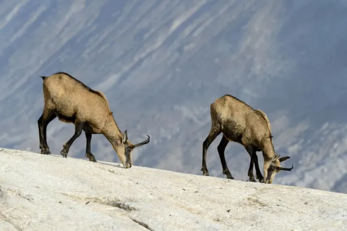 Framed Print : Chamois -Rupicapra rupicapra- licking off mineral salts, Valais, Switzerland, Europe
