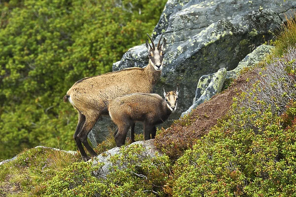 Chamois -Rupicapra rupicapra-, mother with young, Bernese Oberland, Switzerland