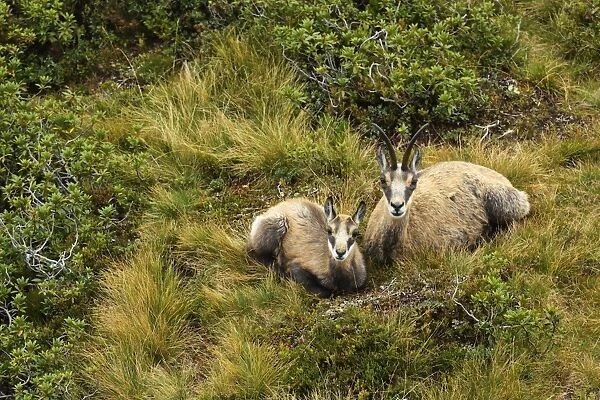 Chamois -Rupicapra rupicapra-, mother with young, dormant, Bernese Oberland, Switzerland