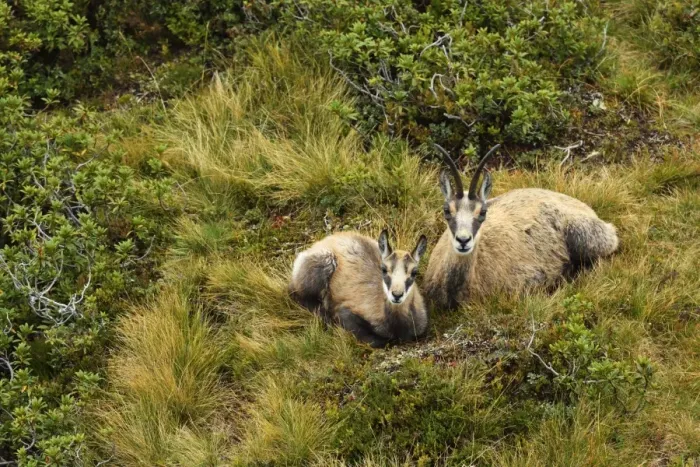 Framed Print : Chamois -Rupicapra rupicapra-, mother with young, dormant, Bernese Oberland, Switzerland Framed Print : Chamois -Rupicapra rupicapra-, mother with young, dormant, Bernese Oberland, Switzerland