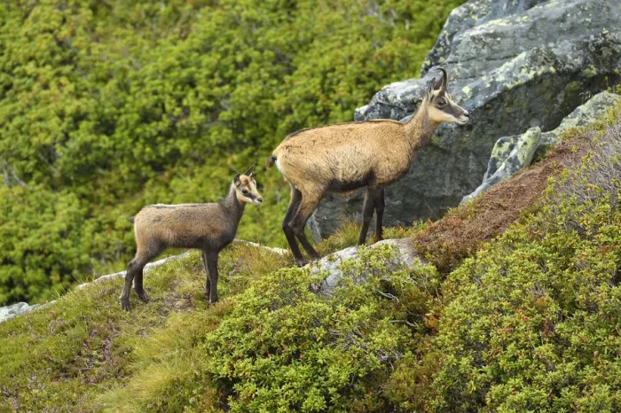 Framed Print : Chamois -Rupicapra rupicapra-, mother with young, Bernese Oberland, Switzerland Framed Print : Chamois -Rupicapra rupicapra-, mother with young, Bernese Oberland, Switzerland