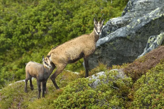 Framed Print : Chamois -Rupicapra rupicapra-, mother with young, Bernese Oberland, Switzerland Framed Print : Chamois -Rupicapra rupicapra-, mother with young, Bernese Oberland, Switzerland