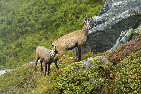 Chamois -Rupicapra rupicapra-, mother with young, Bernese Oberland, Switzerland