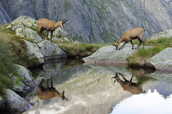 Two Chamois -Rupicapra Rupicapra- reflected in a small lake, Canton of Valais, Switzerland