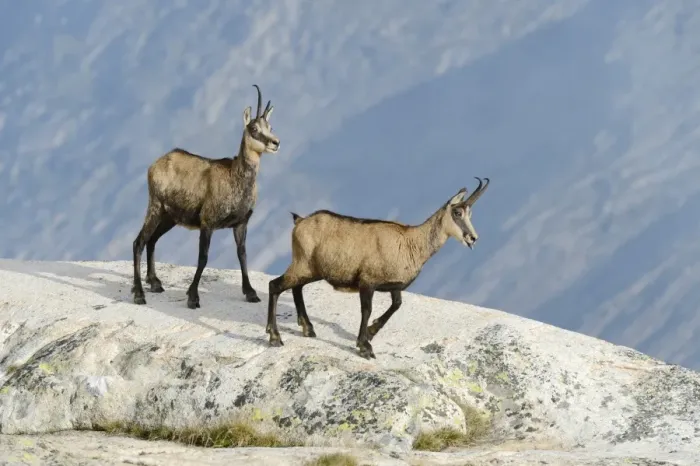 Framed Print : Chamois -Rupicapra rupicapra- standing on rocks, Valais, Switzerland, Europe Framed Print : Chamois -Rupicapra rupicapra- standing on rocks, Valais, Switzerland, Europe