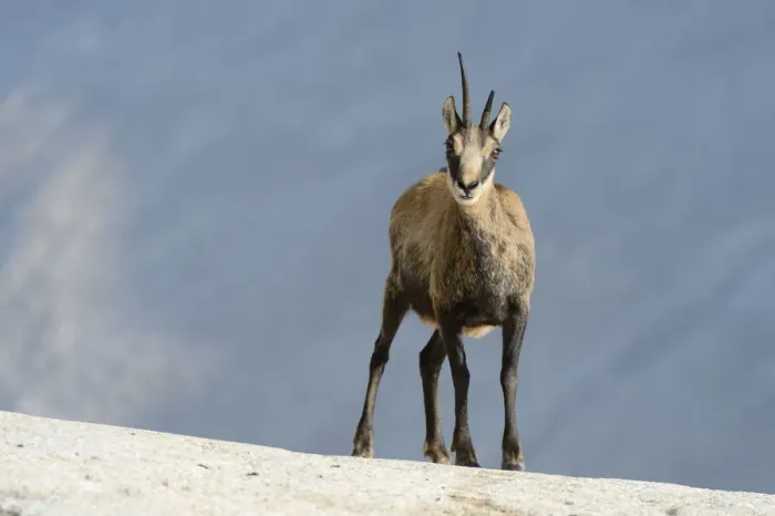 Framed Print : Chamois -Rupicapra rupicapra-, Valais, Switzerland, Europe Framed Print : Chamois -Rupicapra rupicapra-, Valais, Switzerland, Europe