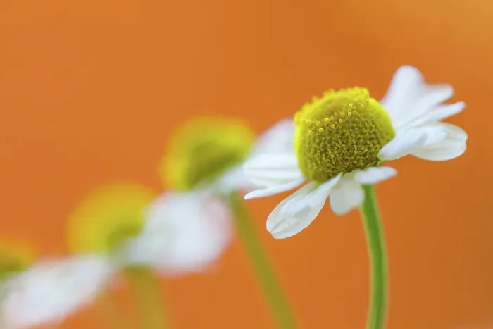 Framed Print : Chamomile. Close up of the tiny wildflower Chamomile Framed Print : Chamomile. Close up of the tiny wildflower Chamomile