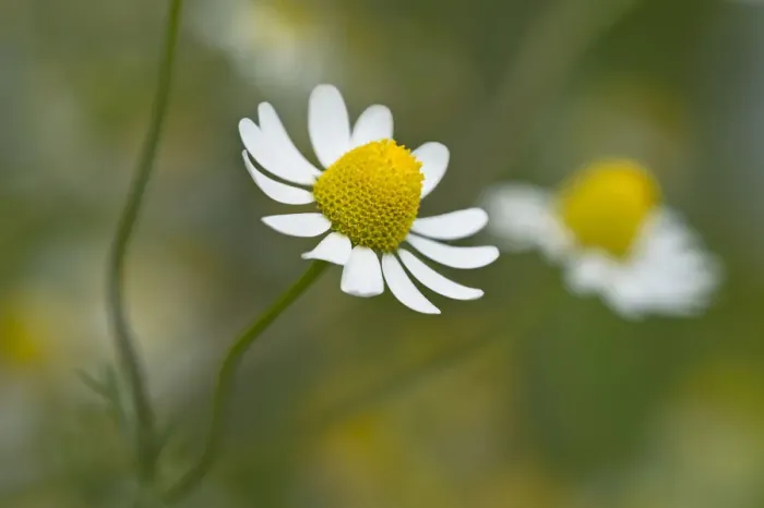 Framed Print : Chamomile -Matricaria chamomilla-, flower, Switzerland Framed Print : Chamomile -Matricaria chamomilla-, flower, Switzerland