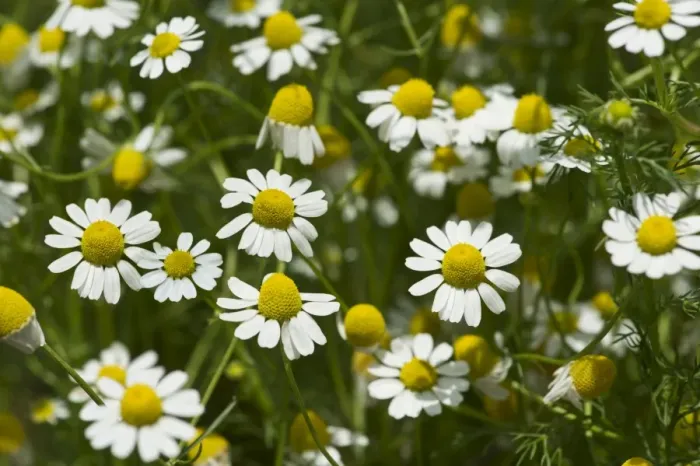 Framed Print : Chamomile -Matricaria chamomilla-, flowers, Switzerland Framed Print : Chamomile -Matricaria chamomilla-, flowers, Switzerland