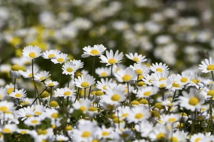 Framed Print : Chamomile -Matricaria chamomilla- blossoms, Turkey Framed Print : Chamomile -Matricaria chamomilla- blossoms, Turkey