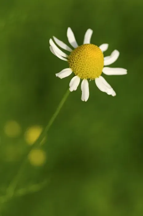 Framed Print : Chamomile -Matricaria chamomilla-, Europe Framed Print : Chamomile -Matricaria chamomilla-, Europe