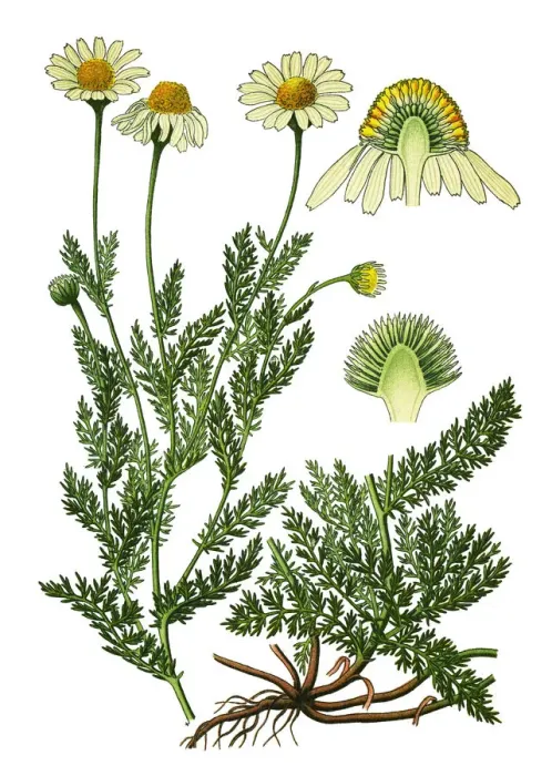 Framed Print : chamomile, Roman chamomile, English chamomile, garden chamomile, ground apple, low chamomile Framed Print : chamomile, Roman chamomile, English chamomile, garden chamomile, ground apple, low chamomile