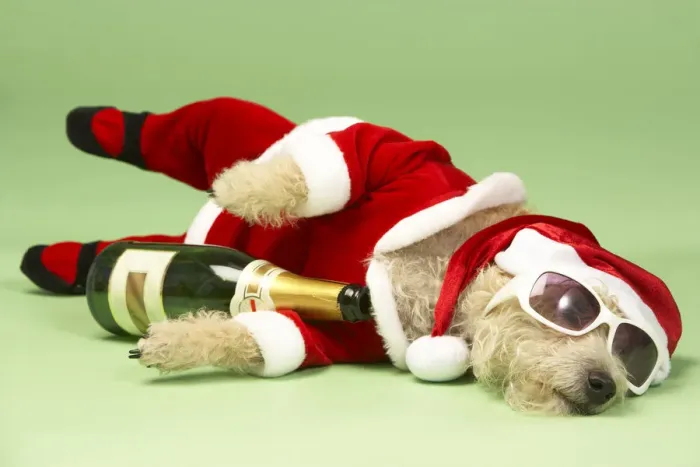 Framed Print : Champagne and Shades Santa Dog Framed Print : Champagne and Shades Santa Dog