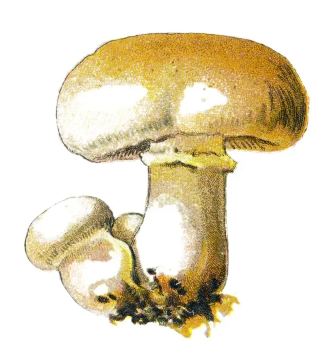 Framed Print : champignon Framed Print : champignon
