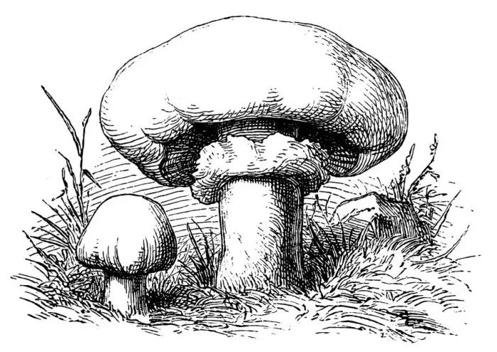 Framed Print : Champignon mushroom (Agaricus bisporus) known as common mushroom, button mushroom Framed Print : Champignon mushroom (Agaricus bisporus) known as common mushroom, button mushroom