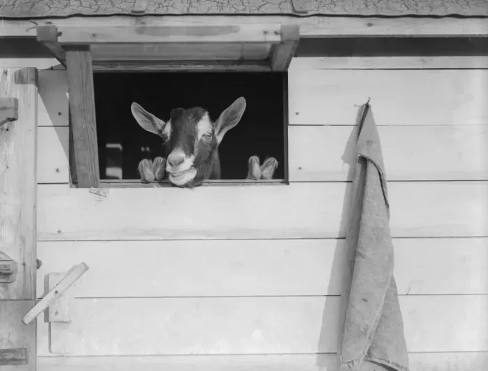 Framed Print : Champion Goat Framed Print : Champion Goat