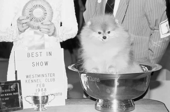 Framed Print : Champion Show Pomeranian