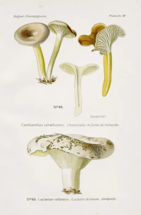 Framed Print : Chanterelle mushroom 1891