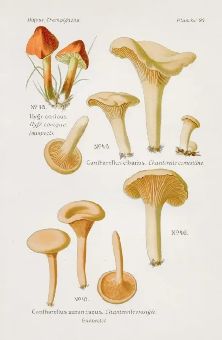 Framed Print : Chanterelle mushroom 1891 Framed Print : Chanterelle mushroom 1891
