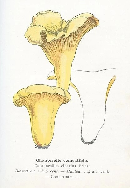 Chanterelle mushroom engraving 1895