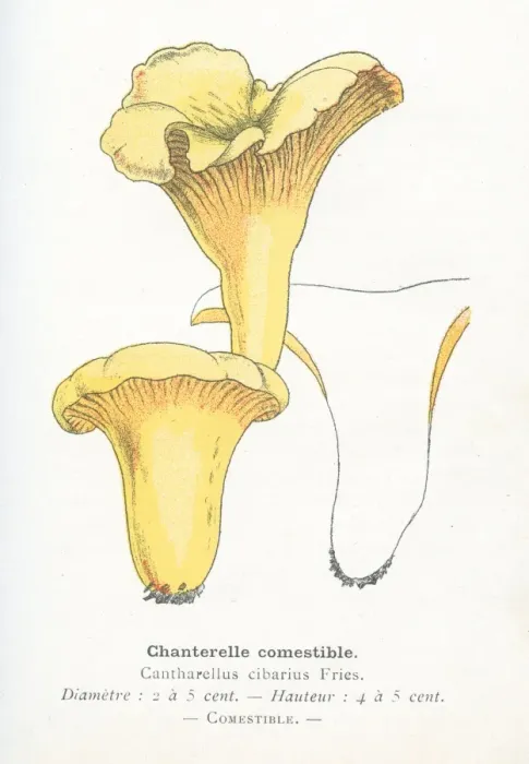 Framed Print : Chanterelle mushroom engraving 1895 Framed Print : Chanterelle mushroom engraving 1895