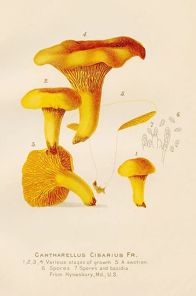 Chanterelle mushroom illustration 1891