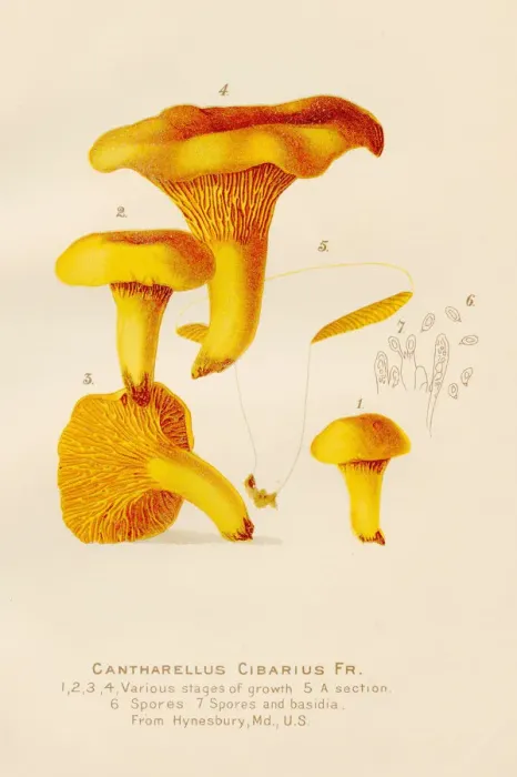 Framed Print : Chanterelle mushroom illustration 1891 Framed Print : Chanterelle mushroom illustration 1891