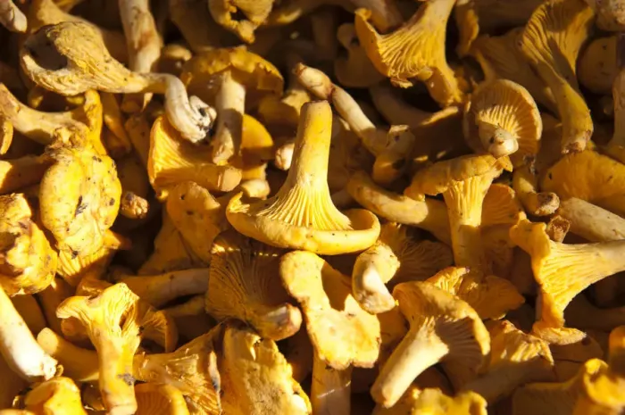 Framed Print : Chanterelles -Cantharellus cibarius-, Upper Bavaria, Bavaria, Germany Framed Print : Chanterelles -Cantharellus cibarius-, Upper Bavaria, Bavaria, Germany