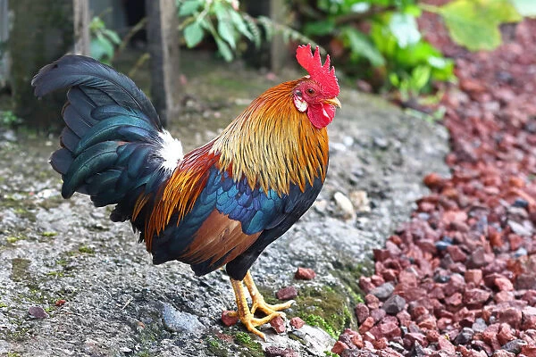 Chantilcleer rooster