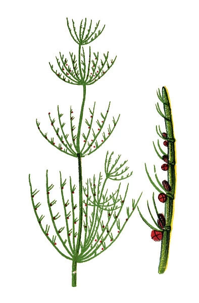 Chara fragilis - a genus of charophyte green algae