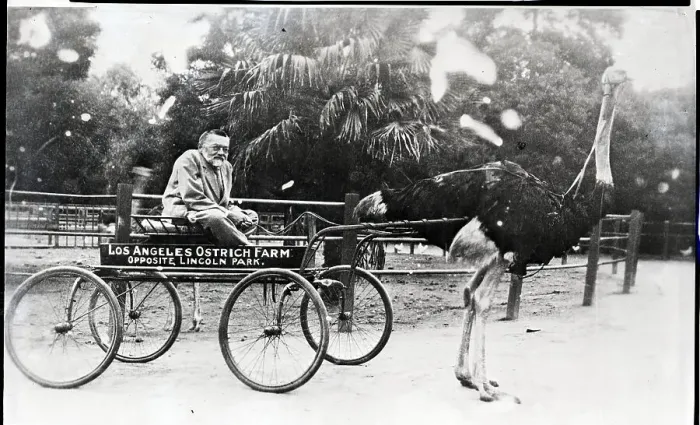 Framed Print : Charles Steinmetz In Ostrich Drawn Cart Framed Print : Charles Steinmetz In Ostrich Drawn Cart