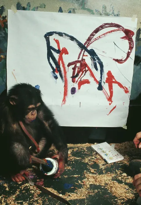 Framed Print : Charlie, The Chimpanzee Artist Framed Print : Charlie, The Chimpanzee Artist
