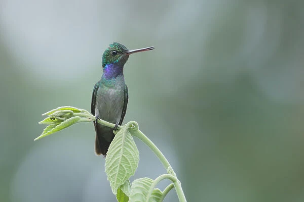 Charming hummingbird