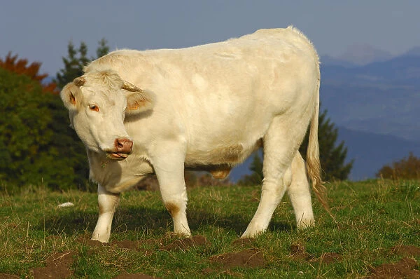 Charolais beef cattle on a mountain pasture, France, Europe