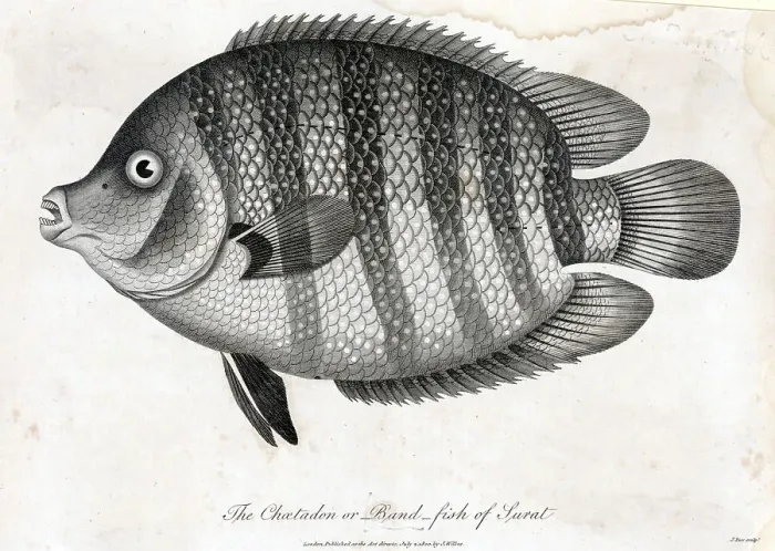 Framed Print : Chatadon or Bandfish Engraving Framed Print : Chatadon or Bandfish Engraving