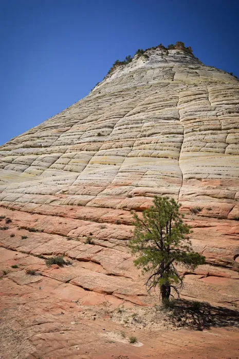 Framed Print : Checkerboard Mesa, Zion National Park, Utah, USA Framed Print : Checkerboard Mesa, Zion National Park, Utah, USA