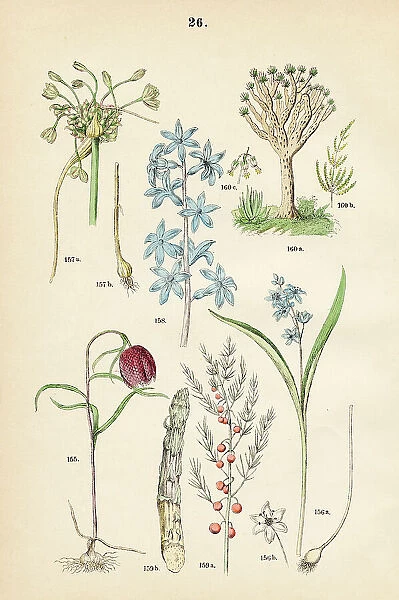 Checkered lily, alpine squill, field garlic, dutch hyacinth, garden asparagus, dragon tree - Botanical illustration 1883