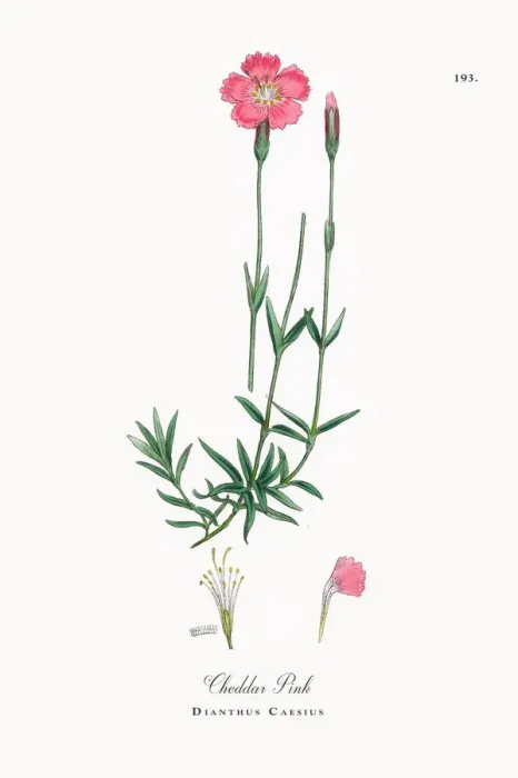 Framed Print : Cheddar Pink, Dianthus Caesius, Victorian Botanical Illustration, 1863 Framed Print : Cheddar Pink, Dianthus Caesius, Victorian Botanical Illustration, 1863