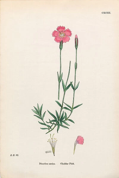 Cheddar Pink, Dianthus Caesius, Victorian Botanical Illustration, 1863