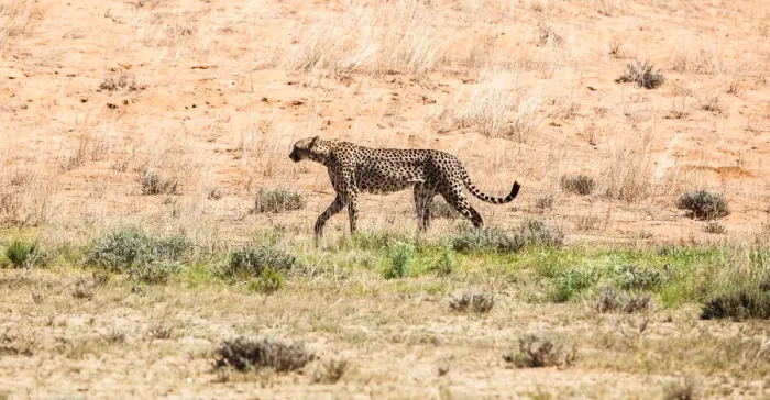 Framed Print : The cheetah (Acinonyx jubatus) is a large felid of the subfamily Felinae that occurs mainly in eastern and southern Africa and a few parts of Iran. The only extant member of the genus Acinonyx, the ch Framed Print : The cheetah (Acinonyx jubatus) is a large felid of the subfamily Felinae that occurs mainly in eastern and southern Africa and a few parts of Iran. The only extant member of the genus Acinonyx, the ch