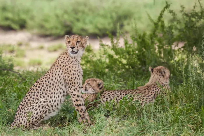 Framed Print : The cheetah (Acinonyx jubatus) is a large felid of the subfamily Felinae that occurs mainly in eastern and southern Africa and a few parts of Iran. The only extant member of the genus Acinonyx, the ch Framed Print : The cheetah (Acinonyx jubatus) is a large felid of the subfamily Felinae that occurs mainly in eastern and southern Africa and a few parts of Iran. The only extant member of the genus Acinonyx, the ch