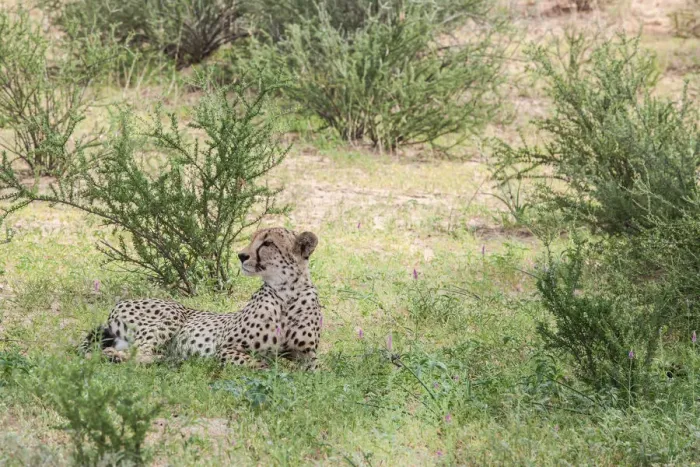 Framed Print : The cheetah (Acinonyx jubatus) is a large felid of the subfamily Felinae that occurs mainly in eastern and southern Africa and a few parts of Iran. The only extant member of the genus Acinonyx, the ch