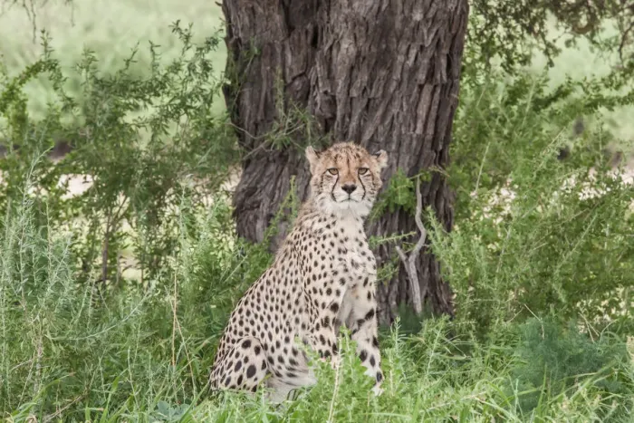 Framed Print : The cheetah (Acinonyx jubatus) is a large felid of the subfamily Felinae that occurs mainly in eastern and southern Africa and a few parts of Iran. The only extant member of the genus Acinonyx, the ch Framed Print : The cheetah (Acinonyx jubatus) is a large felid of the subfamily Felinae that occurs mainly in eastern and southern Africa and a few parts of Iran. The only extant member of the genus Acinonyx, the ch