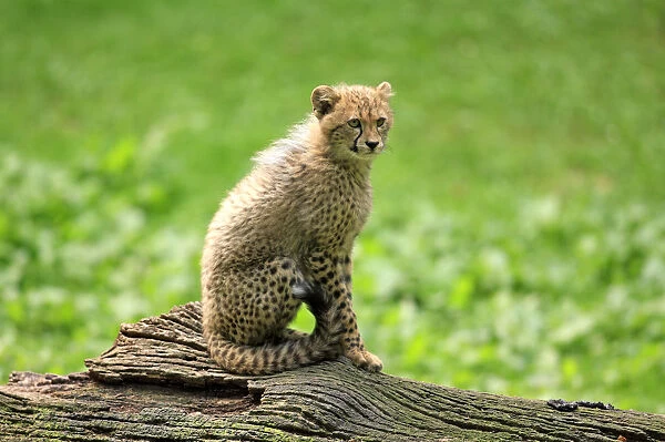Cheetah -Acinonyx jubatus-, cub, native to Africa, captive, Nuremberg, Middle Franconia, Bavaria, Germany